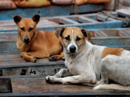 Telangana stray dog mass killing