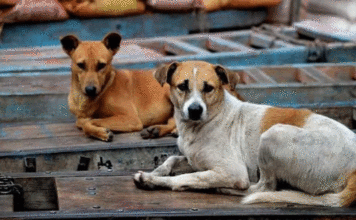 Telangana stray dog mass killing