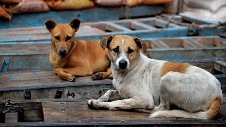Telangana stray dog mass killing