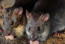 jharkhand-ganja-eaten-by-rats-accused-acquitted