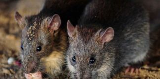 jharkhand-ganja-eaten-by-rats-accused-acquitted