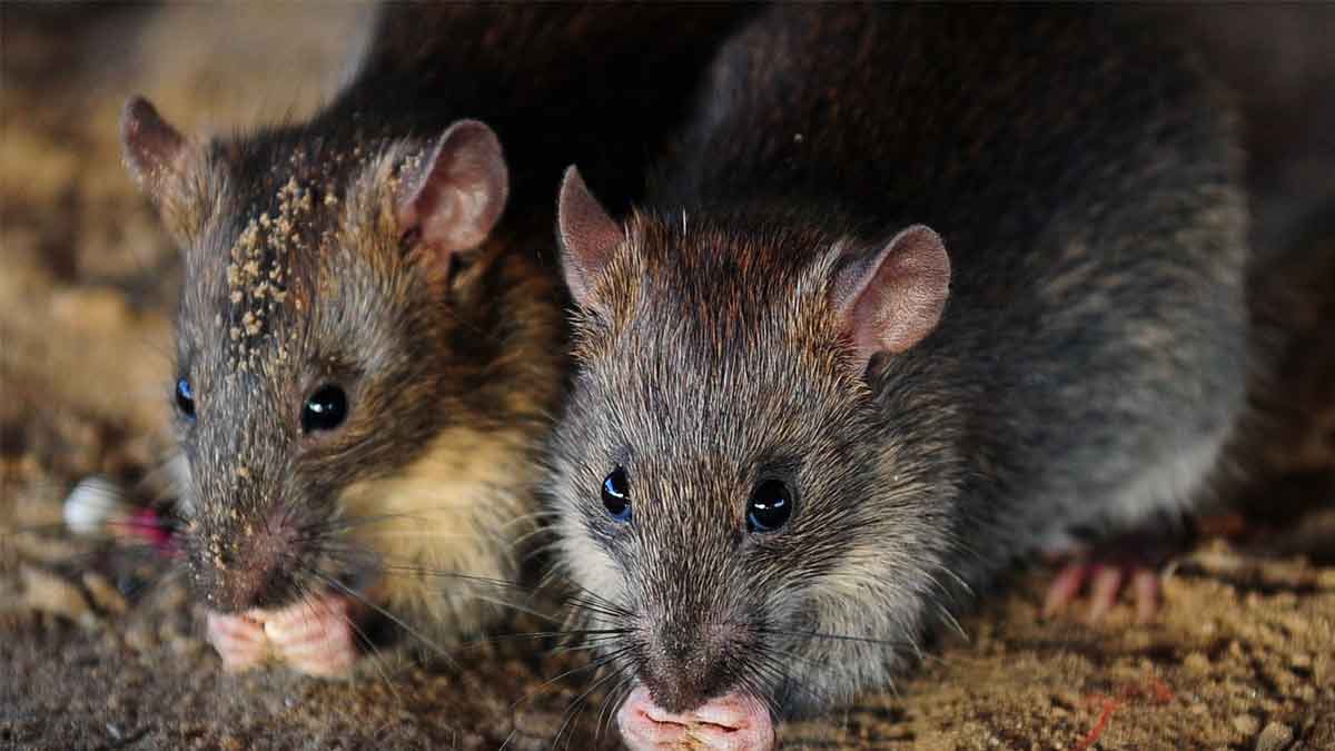 jharkhand-ganja-eaten-by-rats-accused-acquitted
