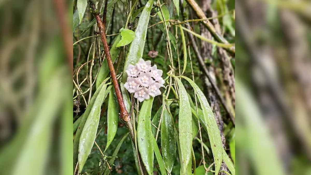 new-plant-species-discovered-in-nagaland