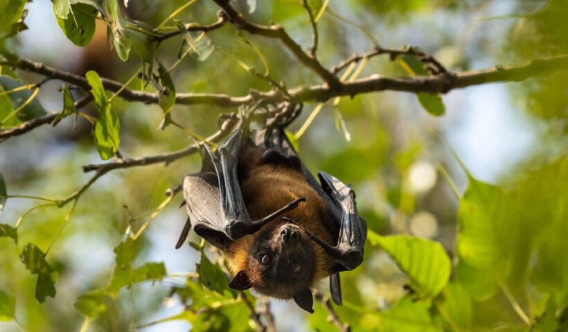 Nipah virus West Bengal
