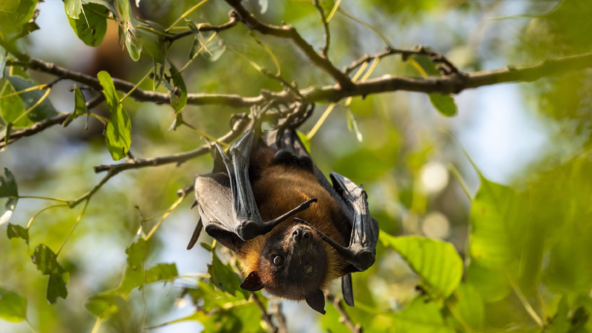 Nipah virus West Bengal