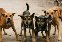 ছাগল-মুরগি কেটে খেতে আপত্তি নেই? সিব্বালকে প্রশ্ন শীর্ষ আদালতের supreme-court-street-dog-debate-kapil-sibal