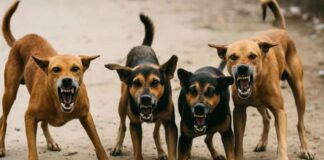 supreme-court-street-dog-debate-kapil-sibal