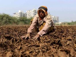tobacco-excise-duty-hike-impact-farmers-india