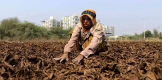 tobacco-excise-duty-hike-impact-farmers-india