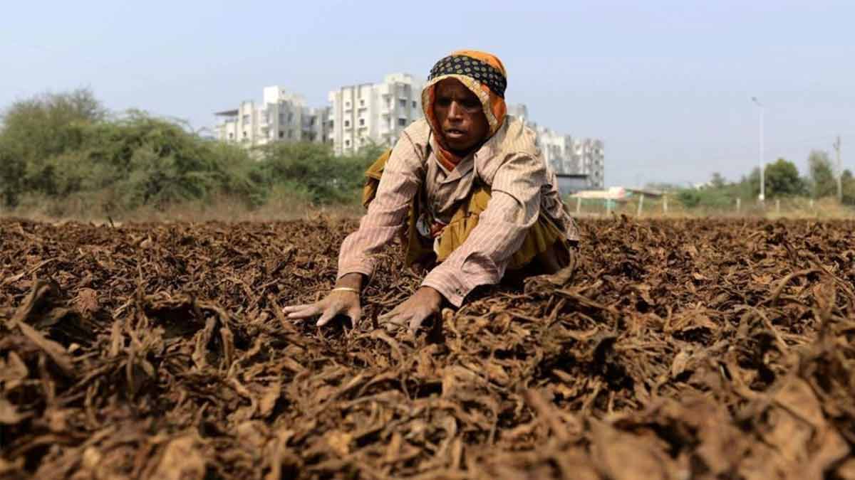 tobacco-excise-duty-hike-impact-farmers-india