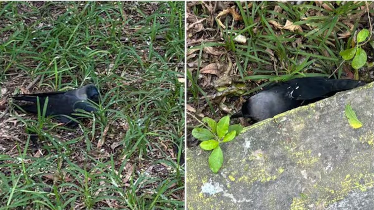 চেন্নাইতে বার্ড ফ্লু-র থাবা! শত শত কাকের মৃত্যু, ল্যাব টেস্টে H5N1 শনাক্ত Chennai Bird Flu outbreak