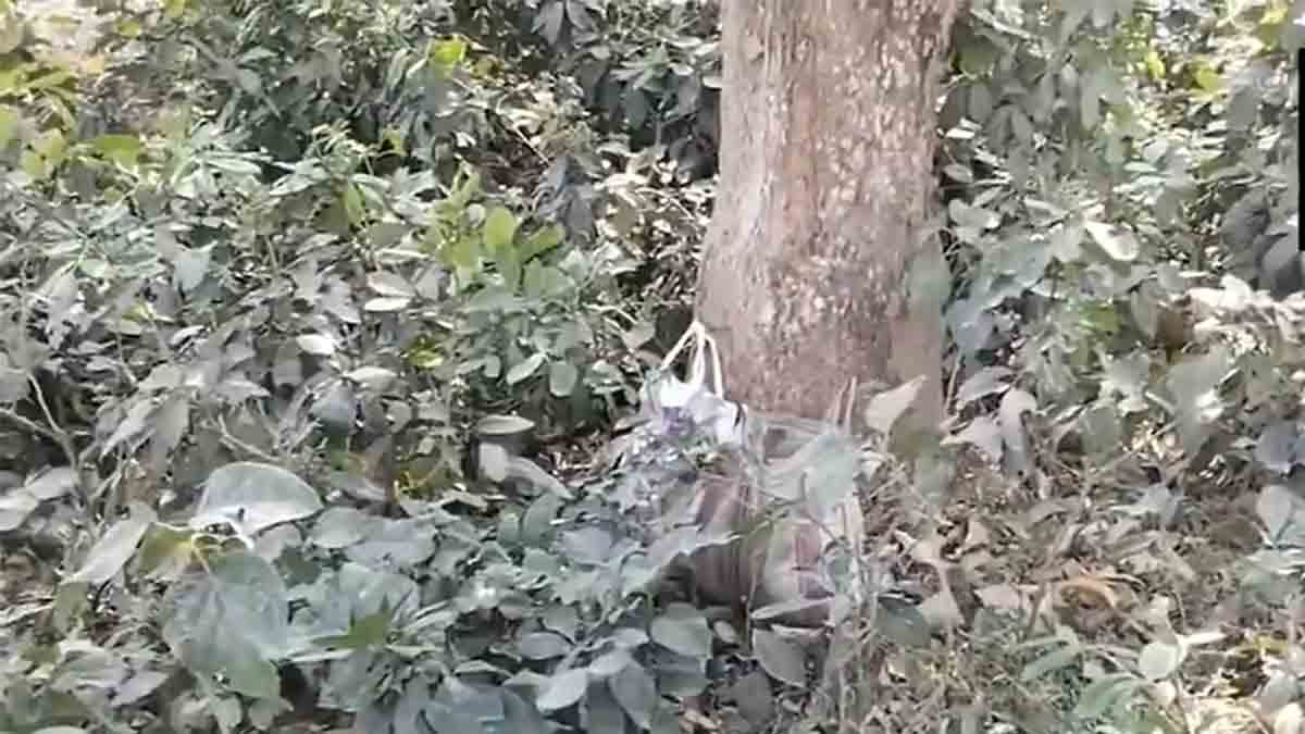 socket-bombs-recovered-in-murshidabad-sagardighi-election-alert