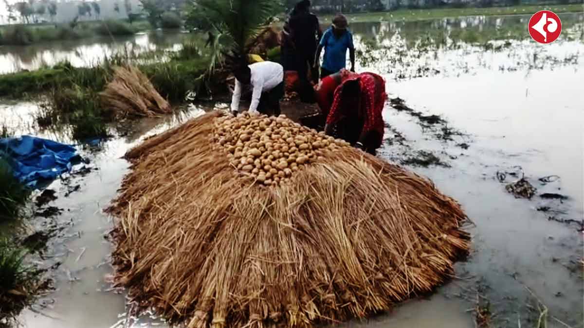 Chandrakona potato crop damage