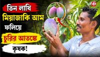 odisha-farmer-grows-expensive-miyazaki-mango-faces-security-fear