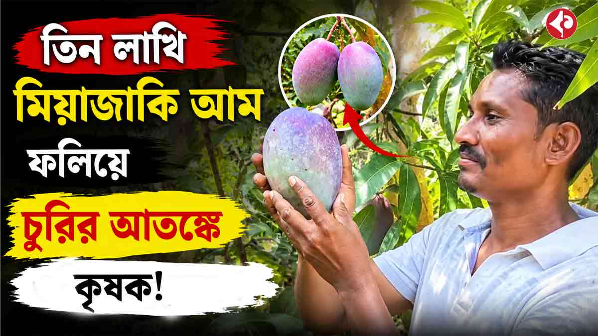 odisha-farmer-grows-expensive-miyazaki-mango-faces-security-fear