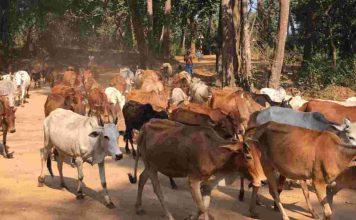 jaisalmer-cow-carcass-incident-municipal-yard