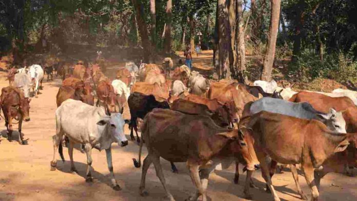 rajasthan jaisalmer-cow-carcass-incident-municipal-yard
