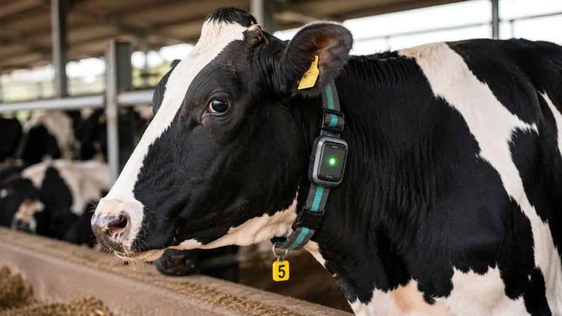 ai-smart-collar-for-cattle-detects-disease-and-heat-cycle
