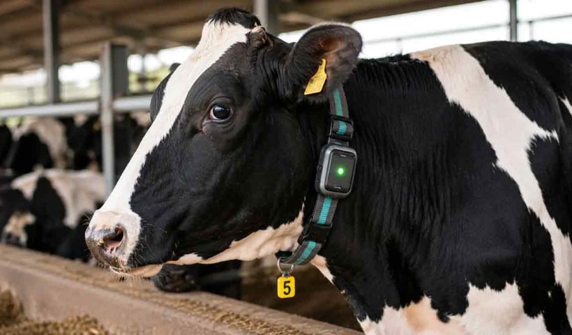 ai-smart-collar-for-cattle-detects-disease-and-heat-cycle