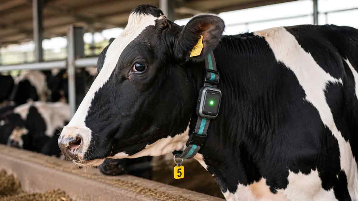 ai-smart-collar-for-cattle-detects-disease-and-heat-cycle