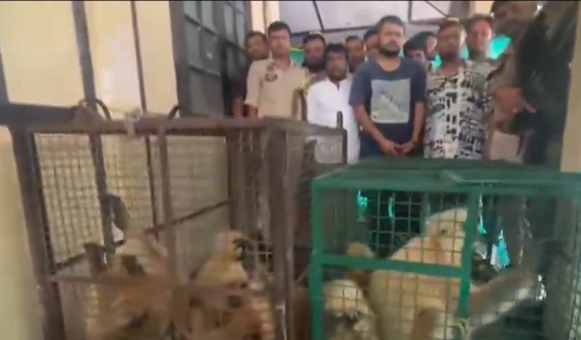 golden-langur-trafficking-racket-busted-assam
