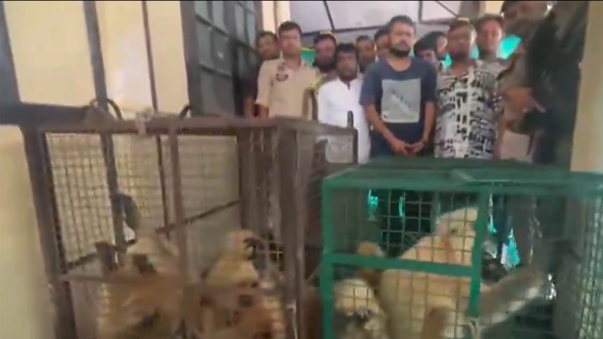 golden-langur-trafficking-racket-busted-assam