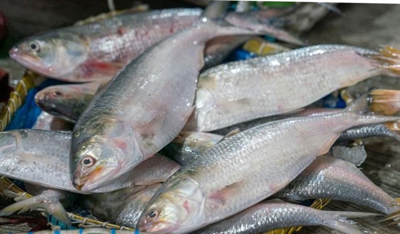 “Silver Crop” in Nets: Hilsa Boom Brings Happiness to Fishing Communities