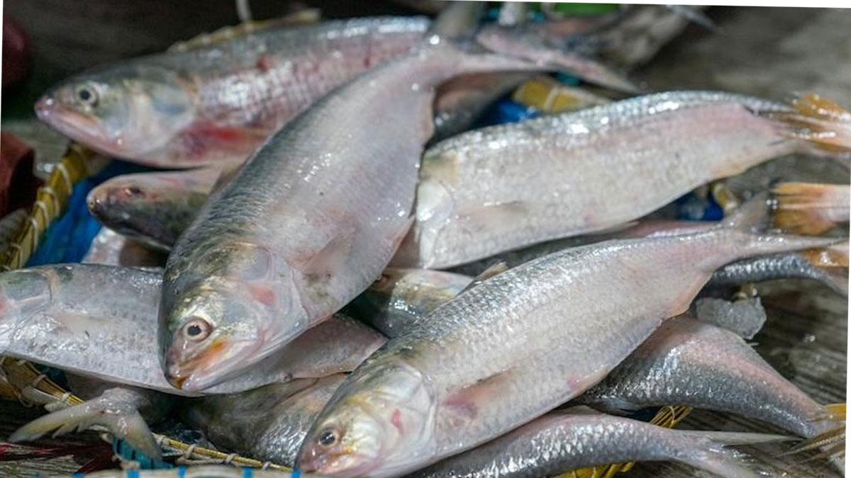 “Silver Crop” in Nets: Hilsa Boom Brings Happiness to Fishing Communities
