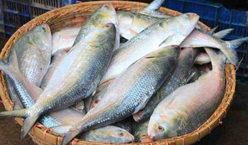 First Hilsa of the season arrives in West Bengal