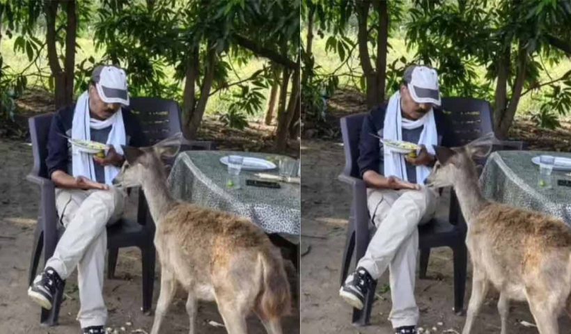 sambar-deer-poha-incident-madhya-pradesh-forest-worker-suspended