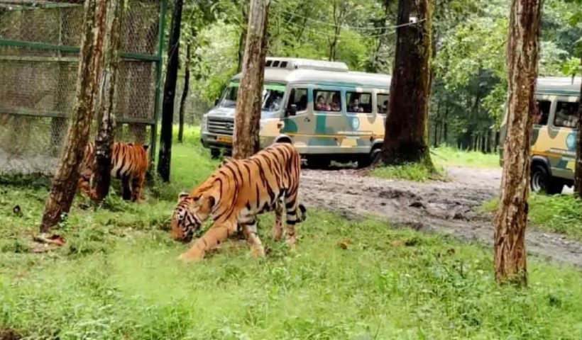 bengal-safari-three-animal-deaths-west-bengal-orders-probe-financial-irregularities