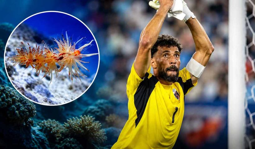 cabo-verde-goalkeeper-vozinha-sea-slug-named-after-him