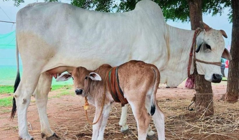ashoknagar-alleged-cow-slaughter