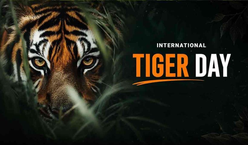 international-tiger-day-2026-india-70-percent-wild-tigers-conservation-success